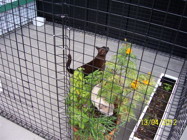 Harley eating cat grass and Milly in their Aussie Cat Enclosure home